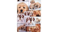 Algodón Fotos Perritos Algodón Fotos Perritos