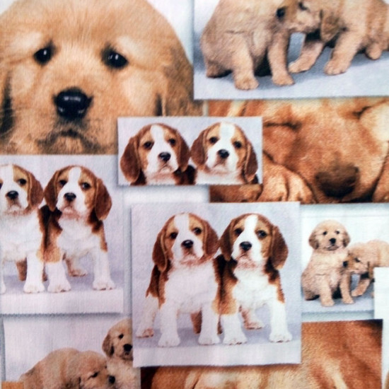 Algodón Fotos Perritos Algodón Fotos Perritos