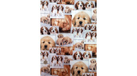 Algodón Fotos Perritos Algodón Fotos Perritos