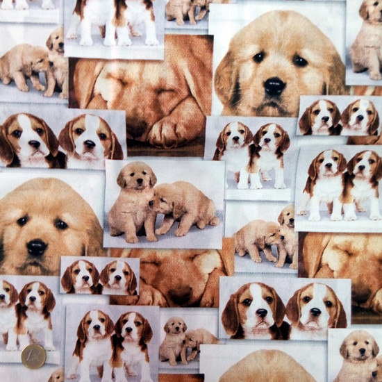 Algodón Fotos Perritos Algodón Fotos Perritos